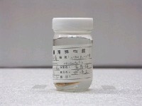 藏品(東方無線鰨)的圖片